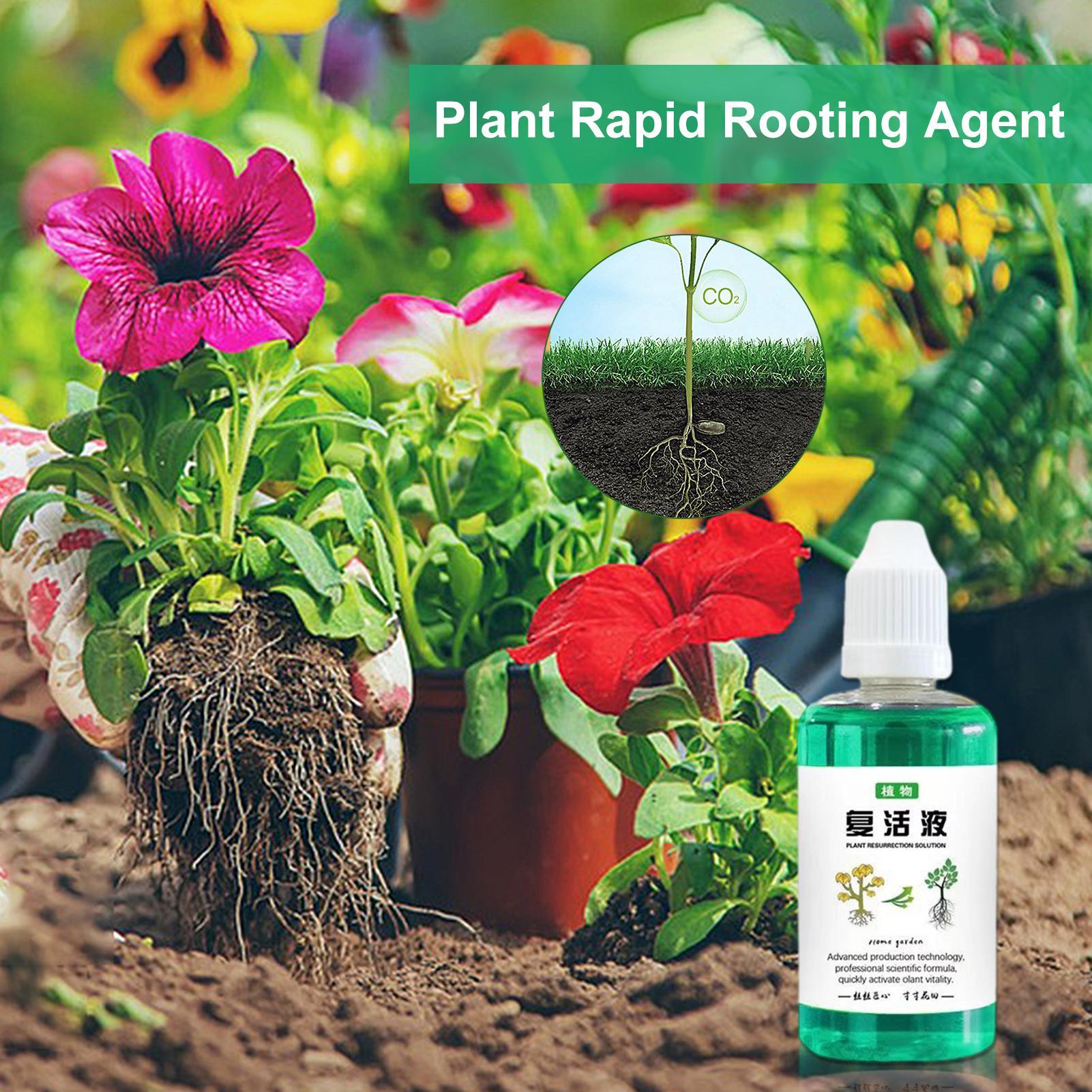50ml Root Stimulator Plant Res - Root Stimulator Liquid ulasan dan harga