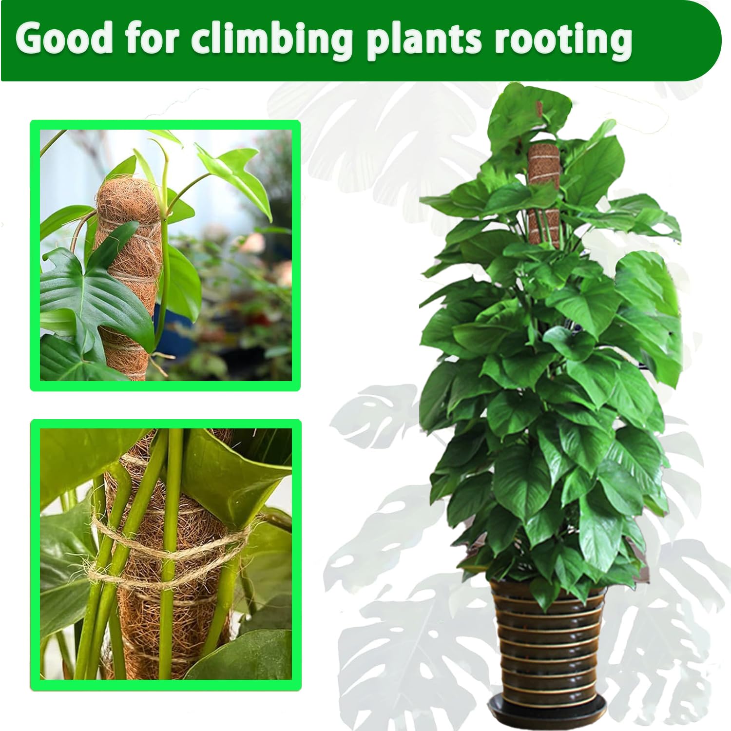 Moss Pole 38/43/53CM Monstera  - Sphagnum Moss Dry ulasan dan harga