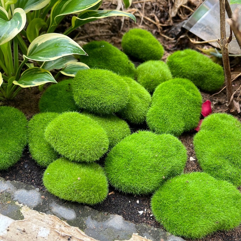 5/30pcs Simulation Moss Stone  - Sphagnum Moss Dry ulasan dan harga