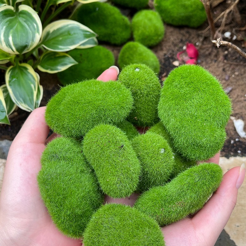 5/30pcs Simulation Moss Stone  - Sphagnum Moss Dry ulasan dan harga