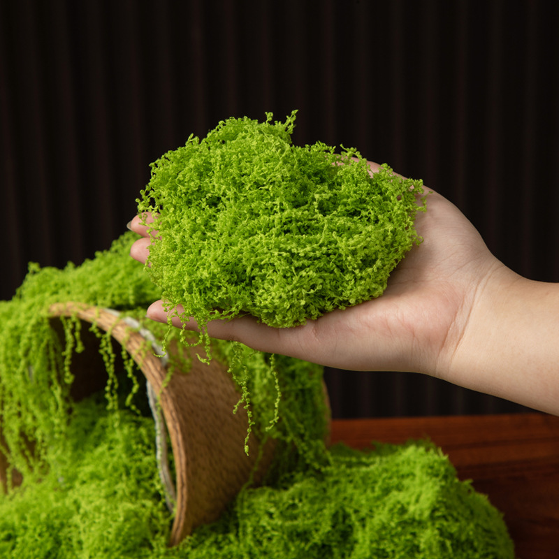 200g Eternal Life Moss DIY Cra - Sphagnum Moss Dry ulasan dan harga