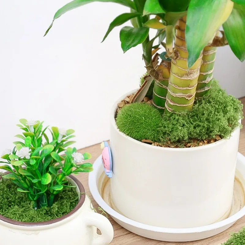 30/300G Artificial Realistic M - Sphagnum Moss Dry ulasan dan harga