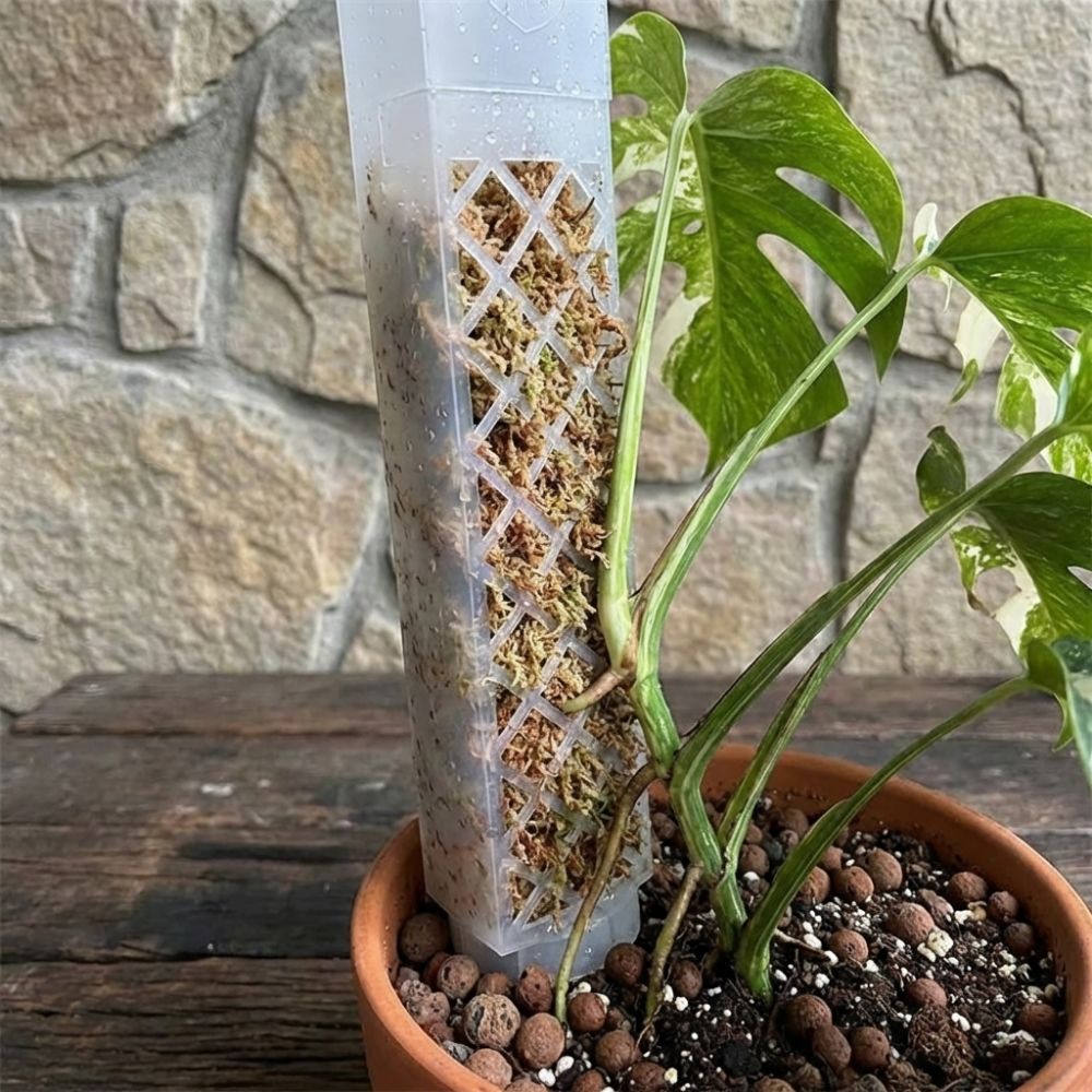 D-Shaped Self-Watering Plant D - Sphagnum Moss Dry ulasan dan harga
