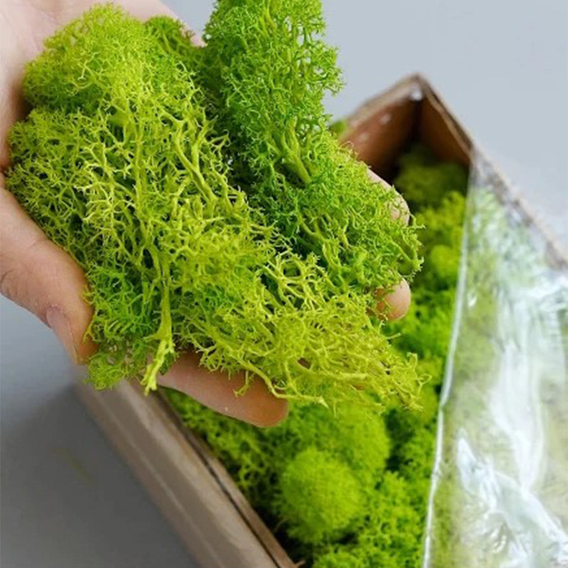 100/200/500g Eternal Life Moss - Sphagnum Moss Dry ulasan dan harga