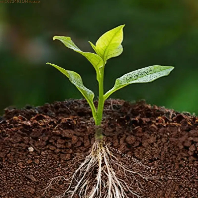 Plant Rooting Powder Indole Bu - Rooting Hormone Powder ulasan dan harga