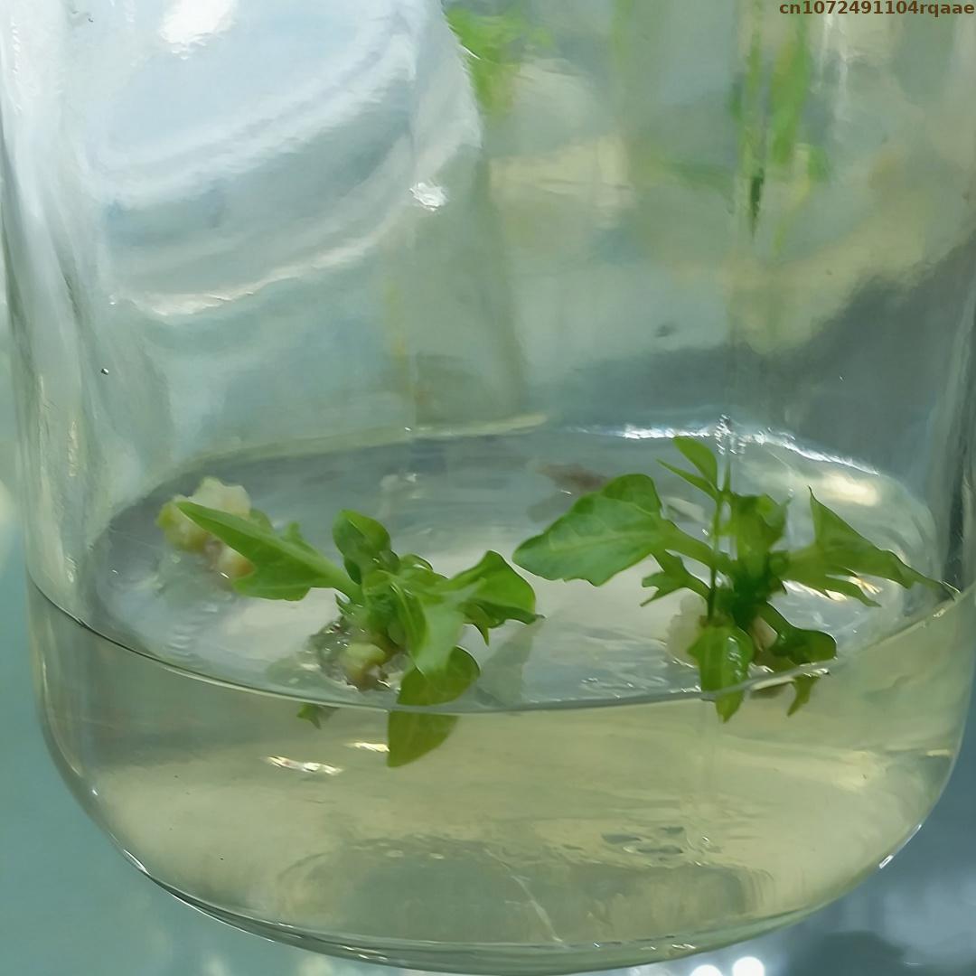 Premium Plant Tissue Culture A - Agar Tissue Culture ulasan dan harga