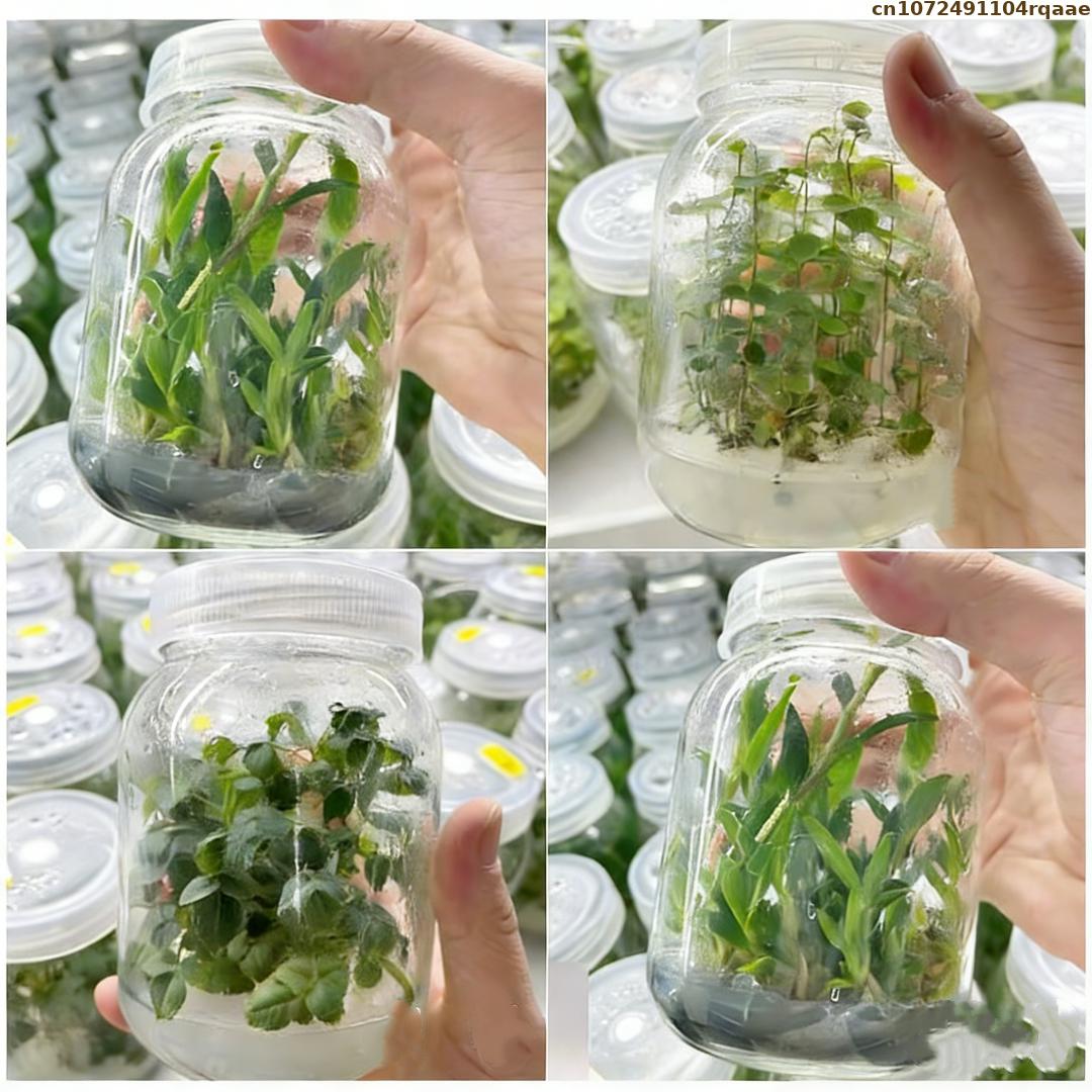 Premium Plant Tissue Culture A - Agar Tissue Culture ulasan dan harga