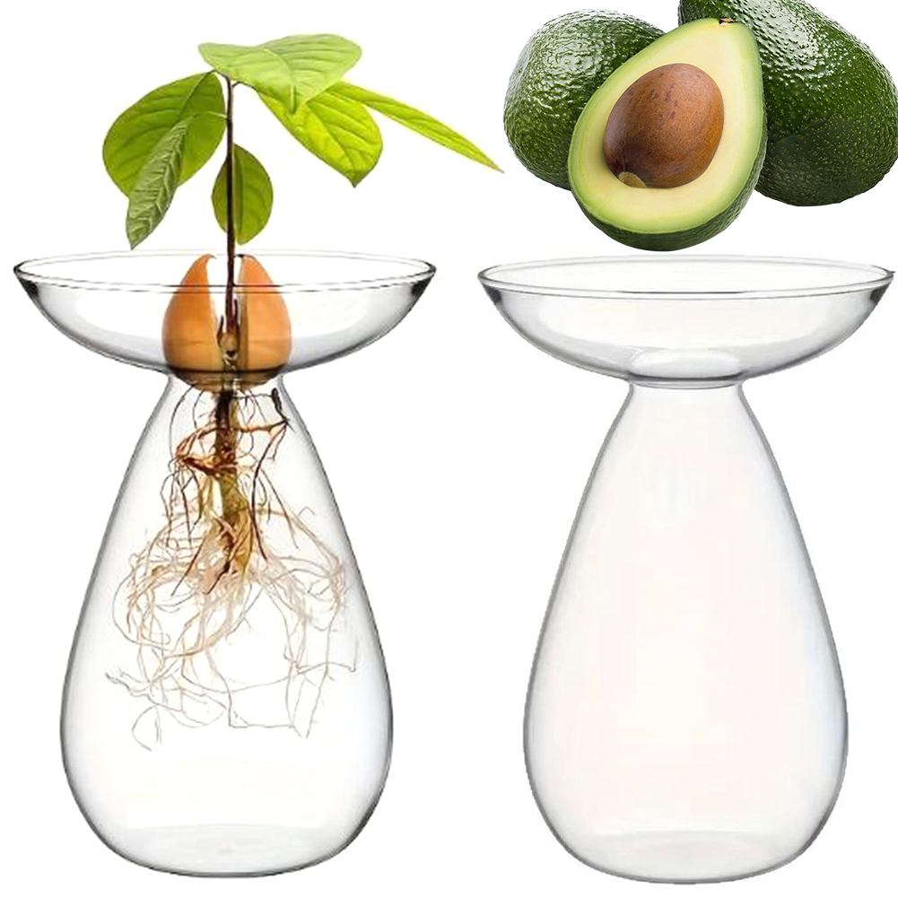 Avocado Seed Starter Hydroponi - Propagation Station Vase ulasan dan harga