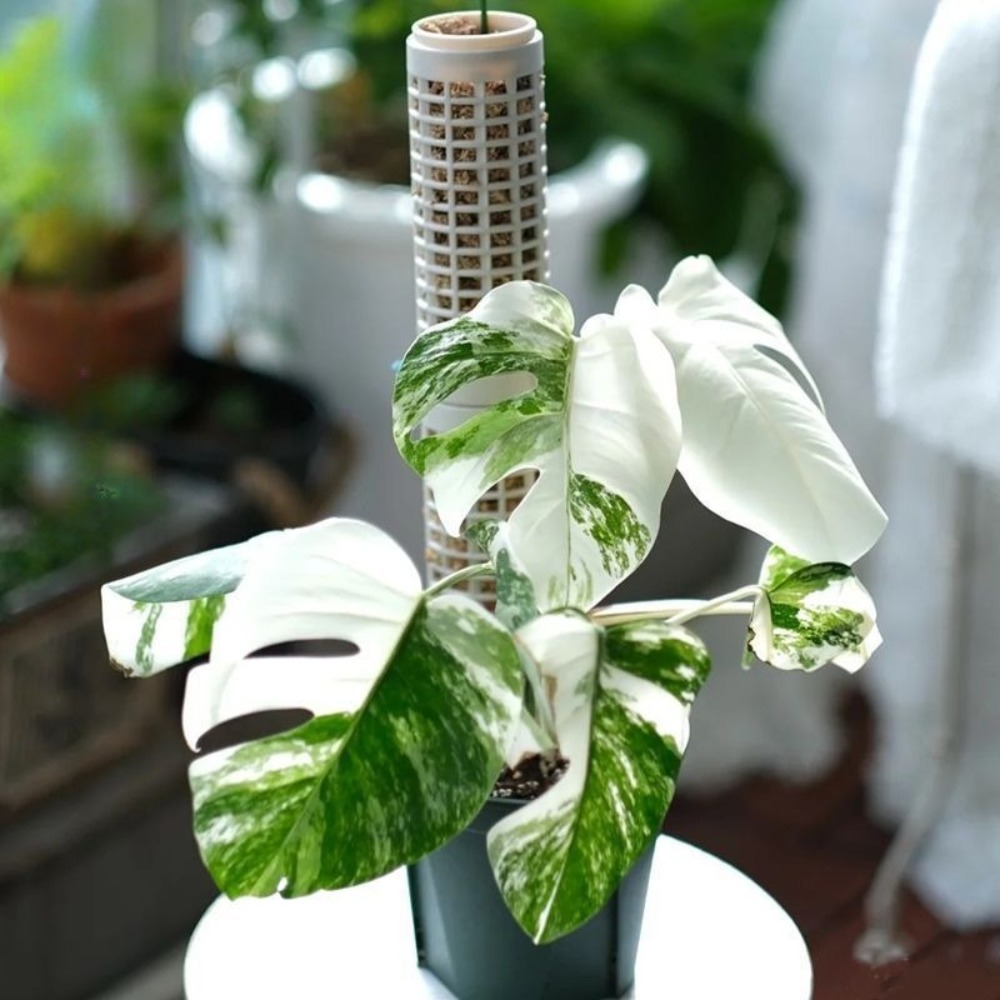 6-Pack Stackable Plant Moss Po - Sphagnum Moss Dry ulasan dan harga