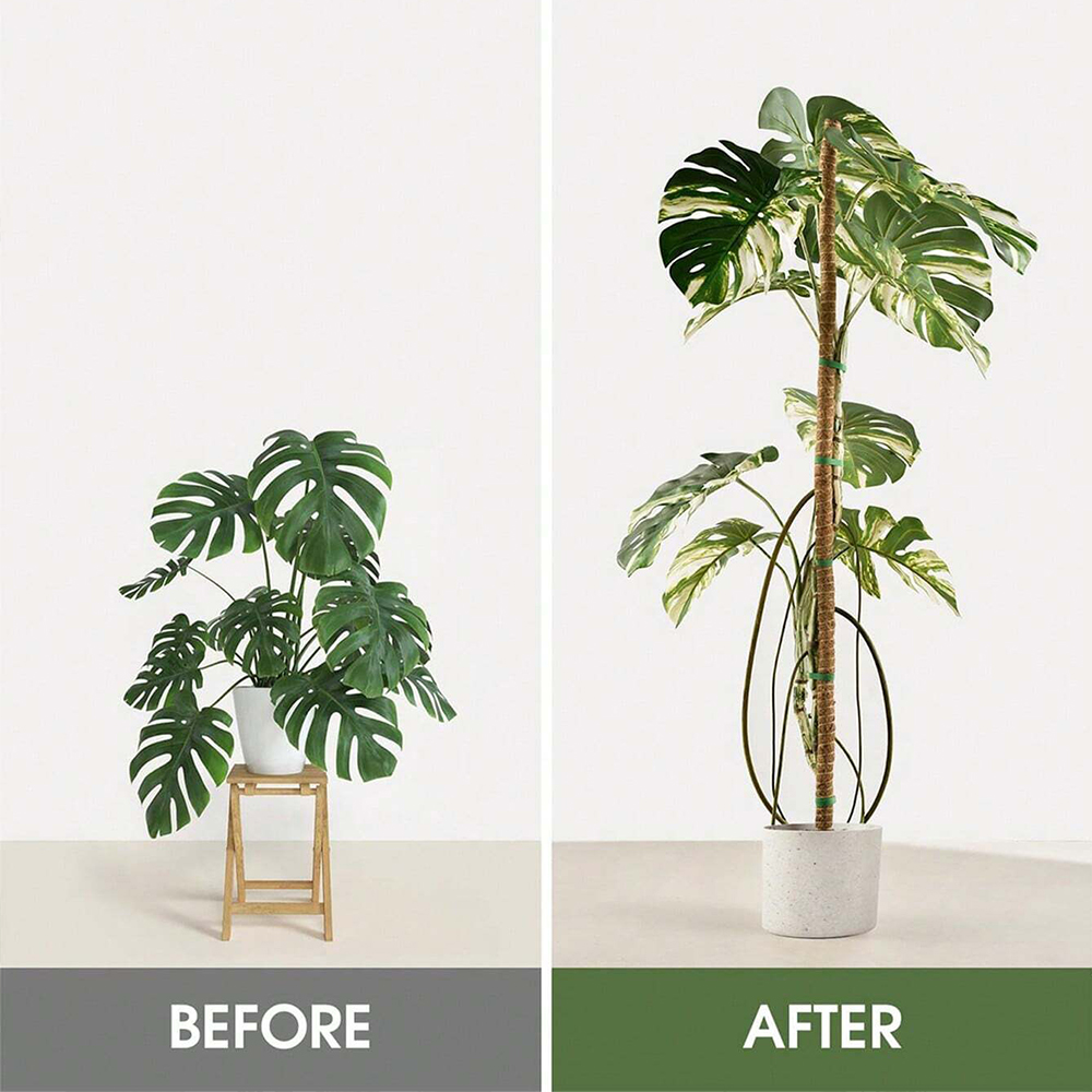 Moss Pole for Plants Monstera  - Sphagnum Moss Dry ulasan dan harga