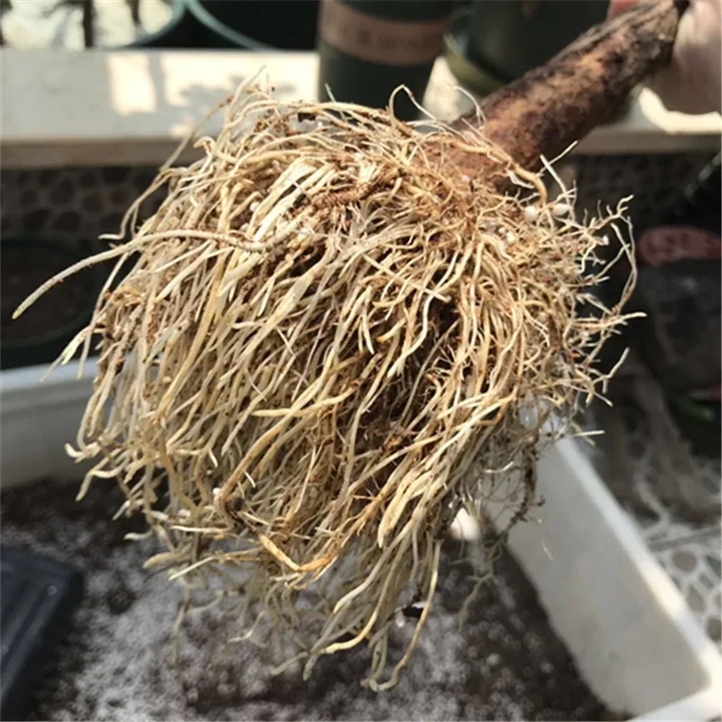 10g Quickly Rooting Powder Hor - Rooting Hormone Powder ulasan dan harga