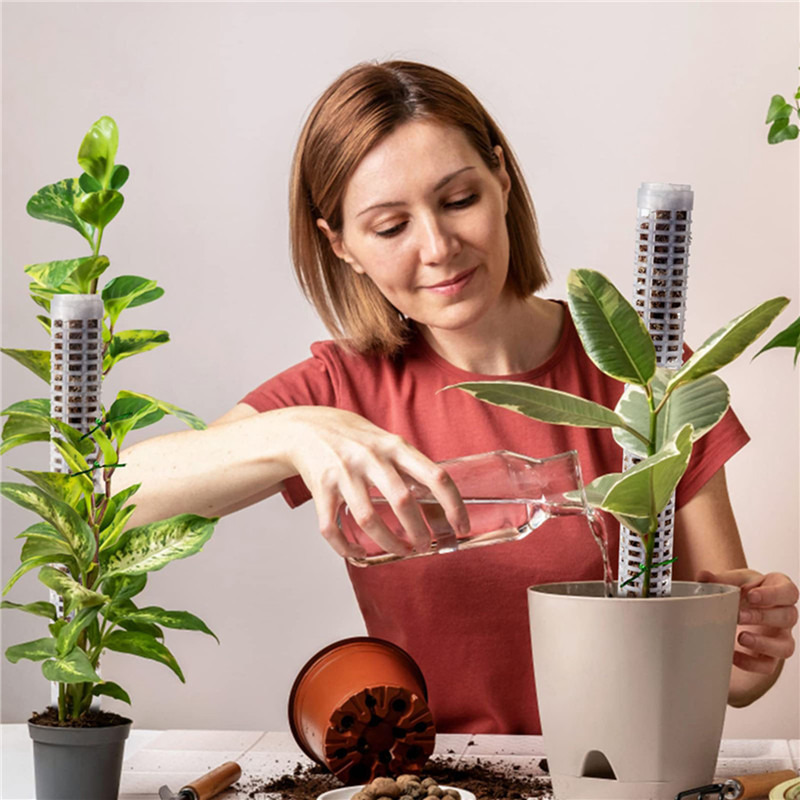 Plant Climbing Column Sphagnum - Sphagnum Moss Dry ulasan dan harga
