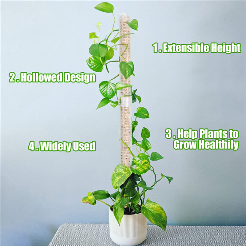 Plant Climbing Column Sphagnum - Sphagnum Moss Dry ulasan dan harga